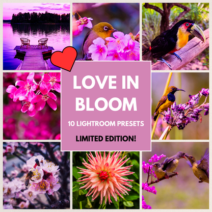 Love In Bloom - LIMITED EDITION